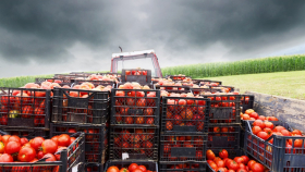 В Астраханской области опровергли дефицит семян томатов